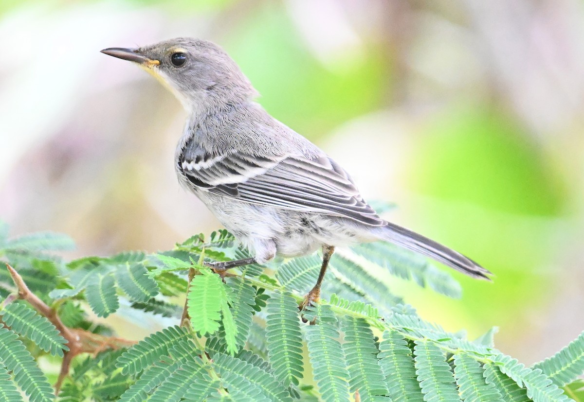 Olive-capped Warbler - ML637603986