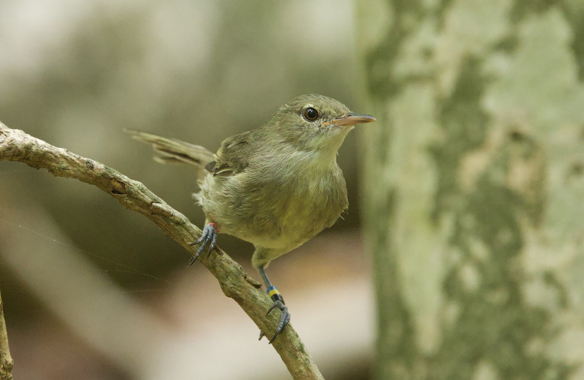 Seychelles Warbler - ML637603993