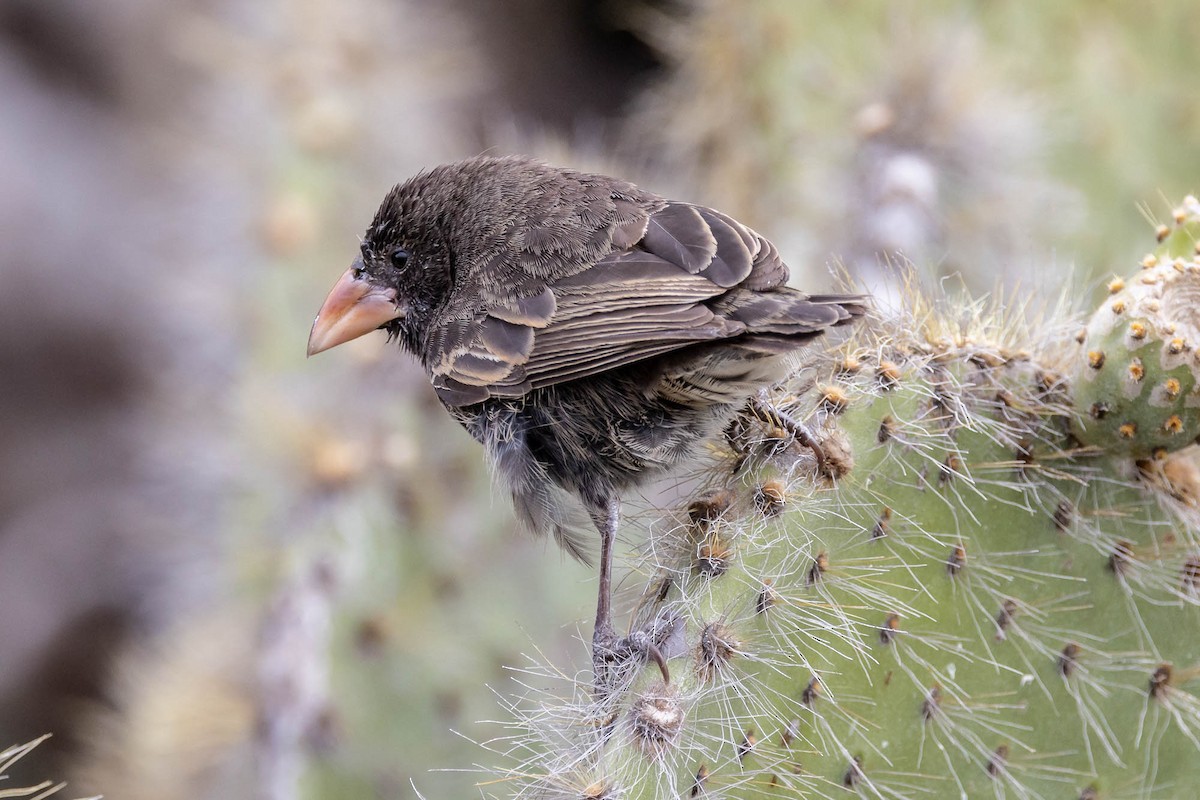 Genovesa Cactus-Finch - ML637603994