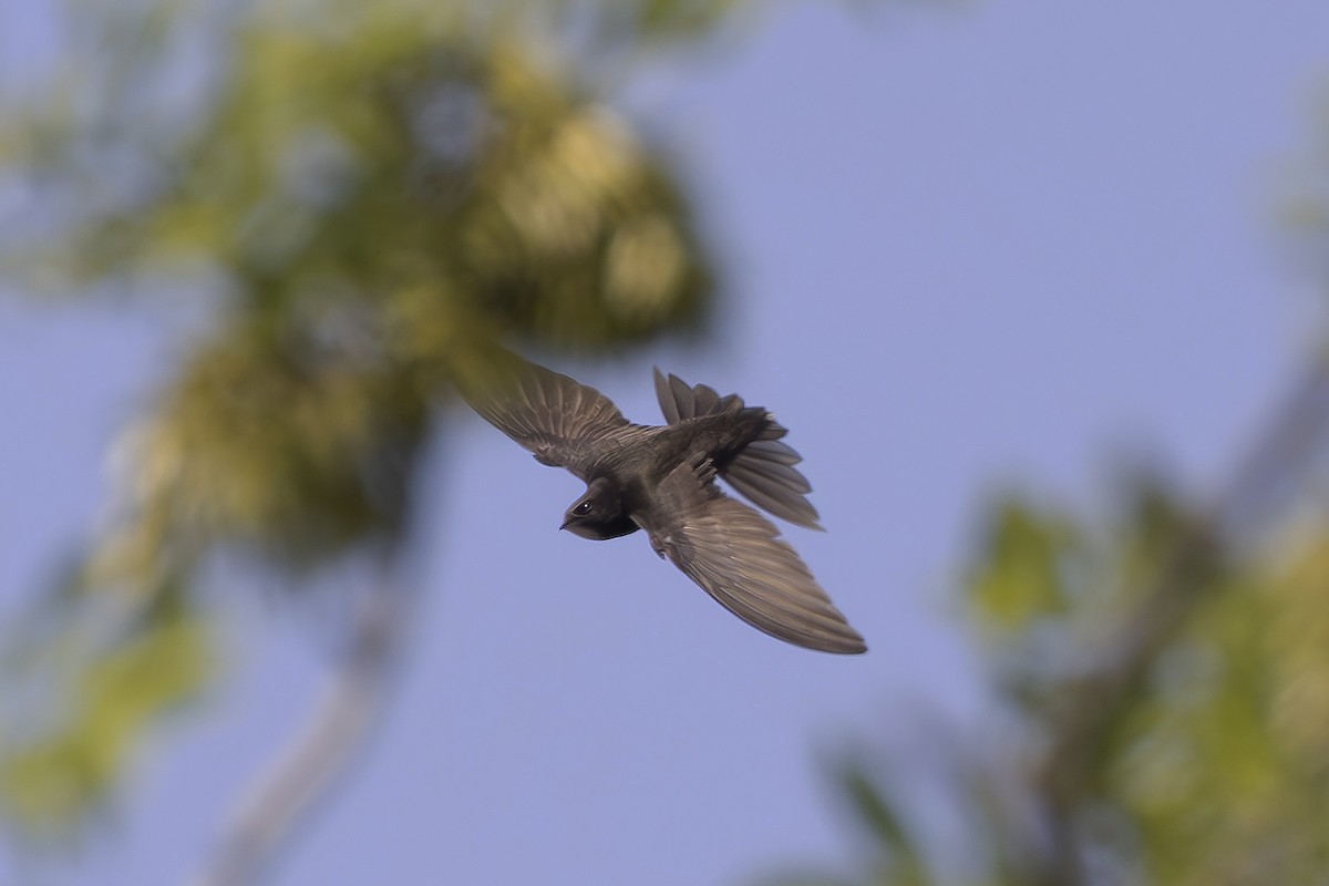 Common Swift - ML637604046