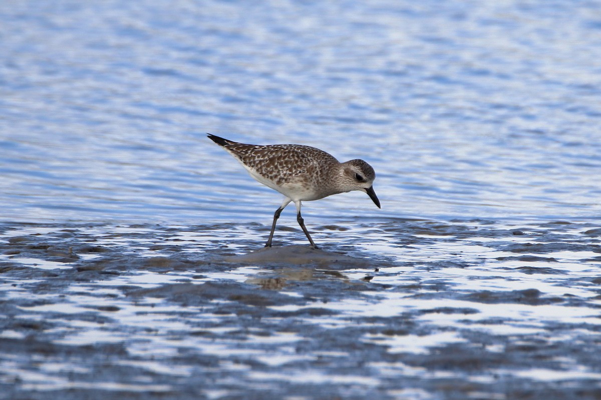 Black-bellied Plover - ML637604050