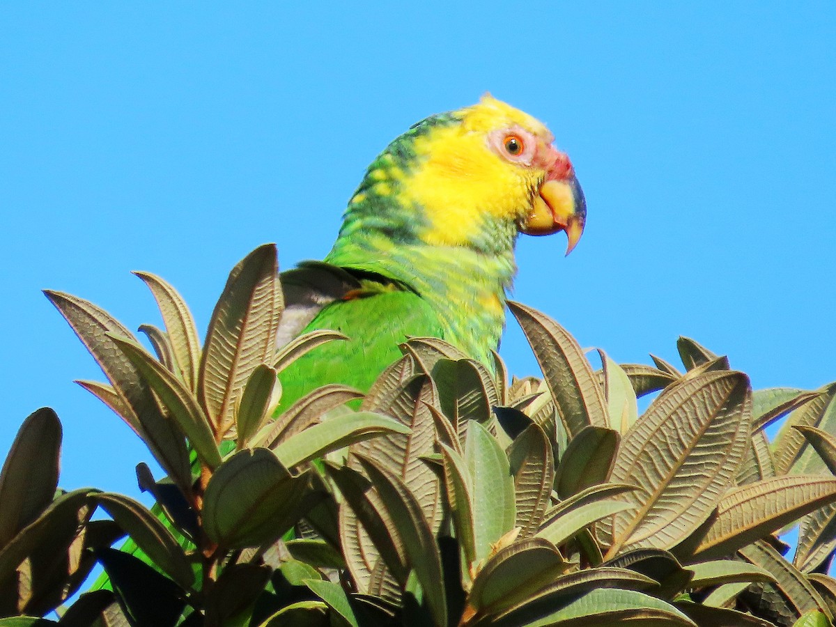 Yellow-faced Parrot - ML637604071