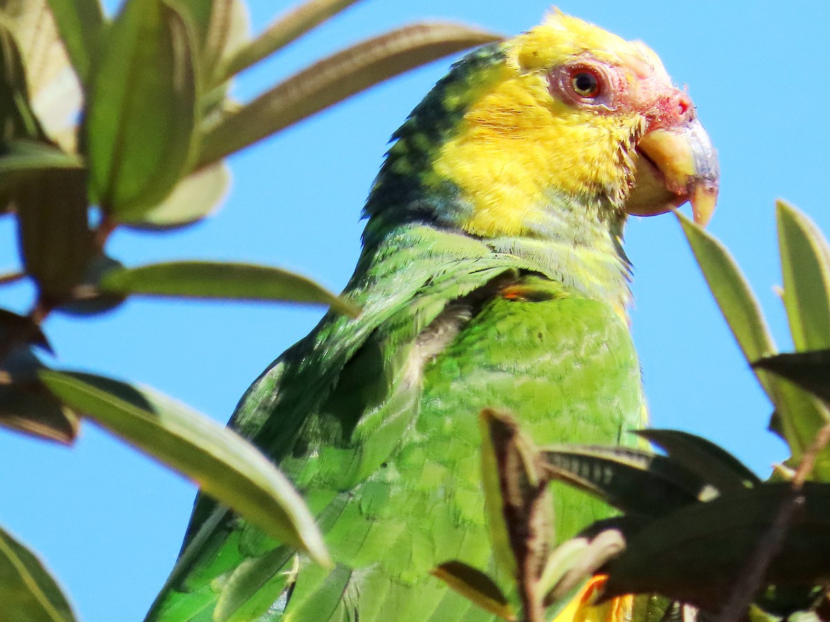 Yellow-faced Parrot - ML637604072