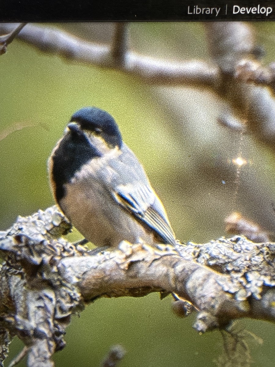 Miombo Tit - ML637604087