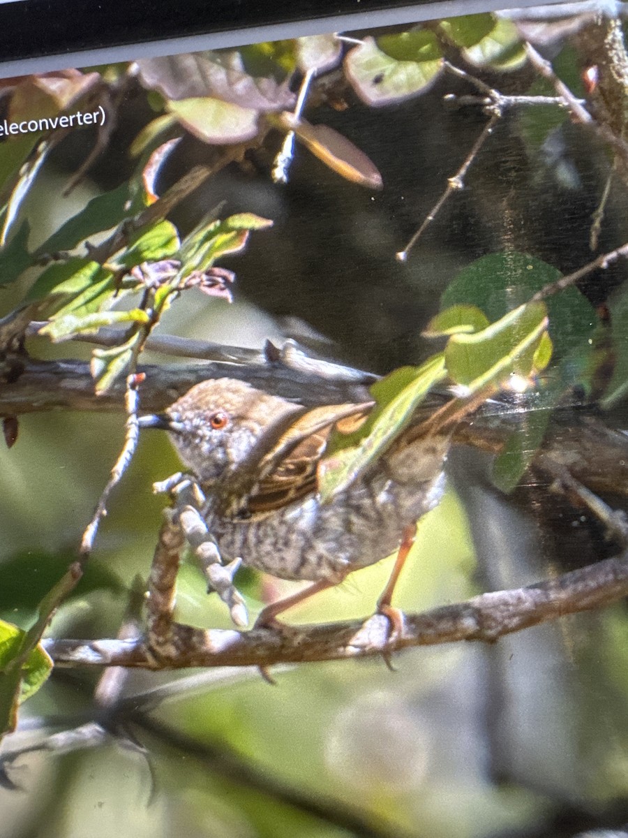 Stierling's Wren-Warbler - ML637604169