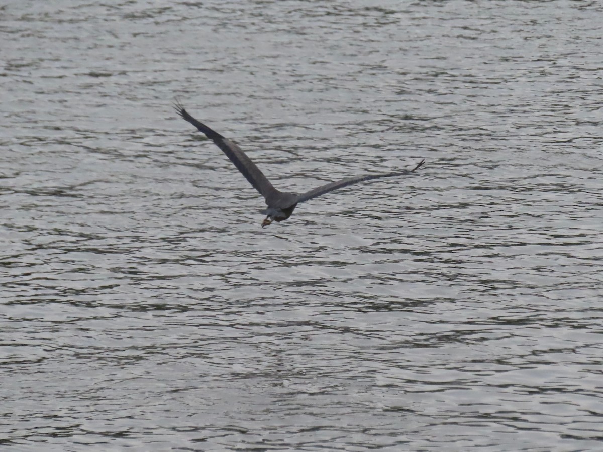 Great Blue Heron - ML637604189