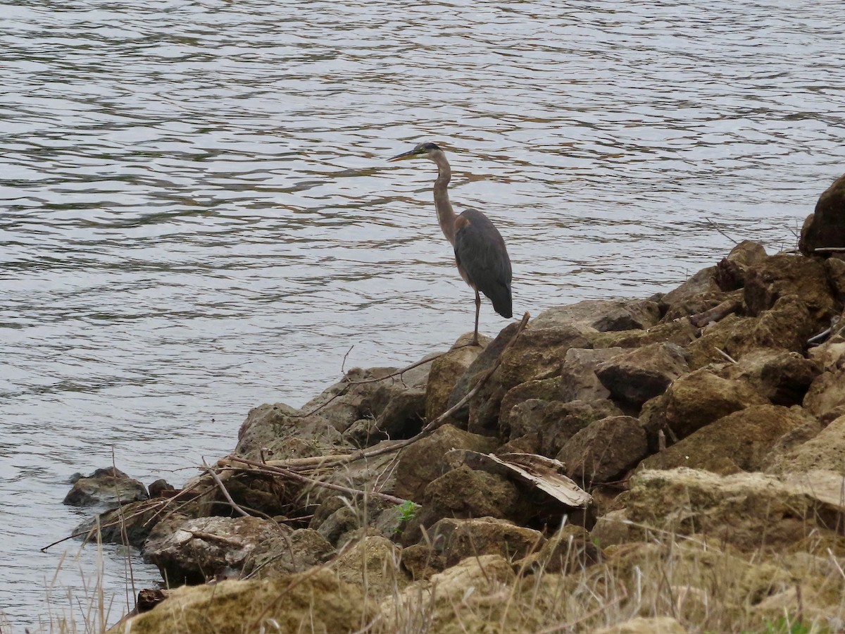 Great Blue Heron - ML637604190