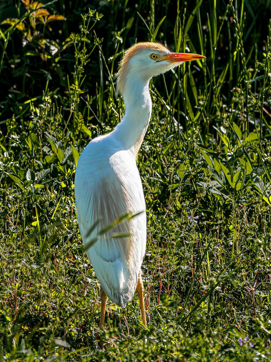 Western Cattle-Egret - ML637604203