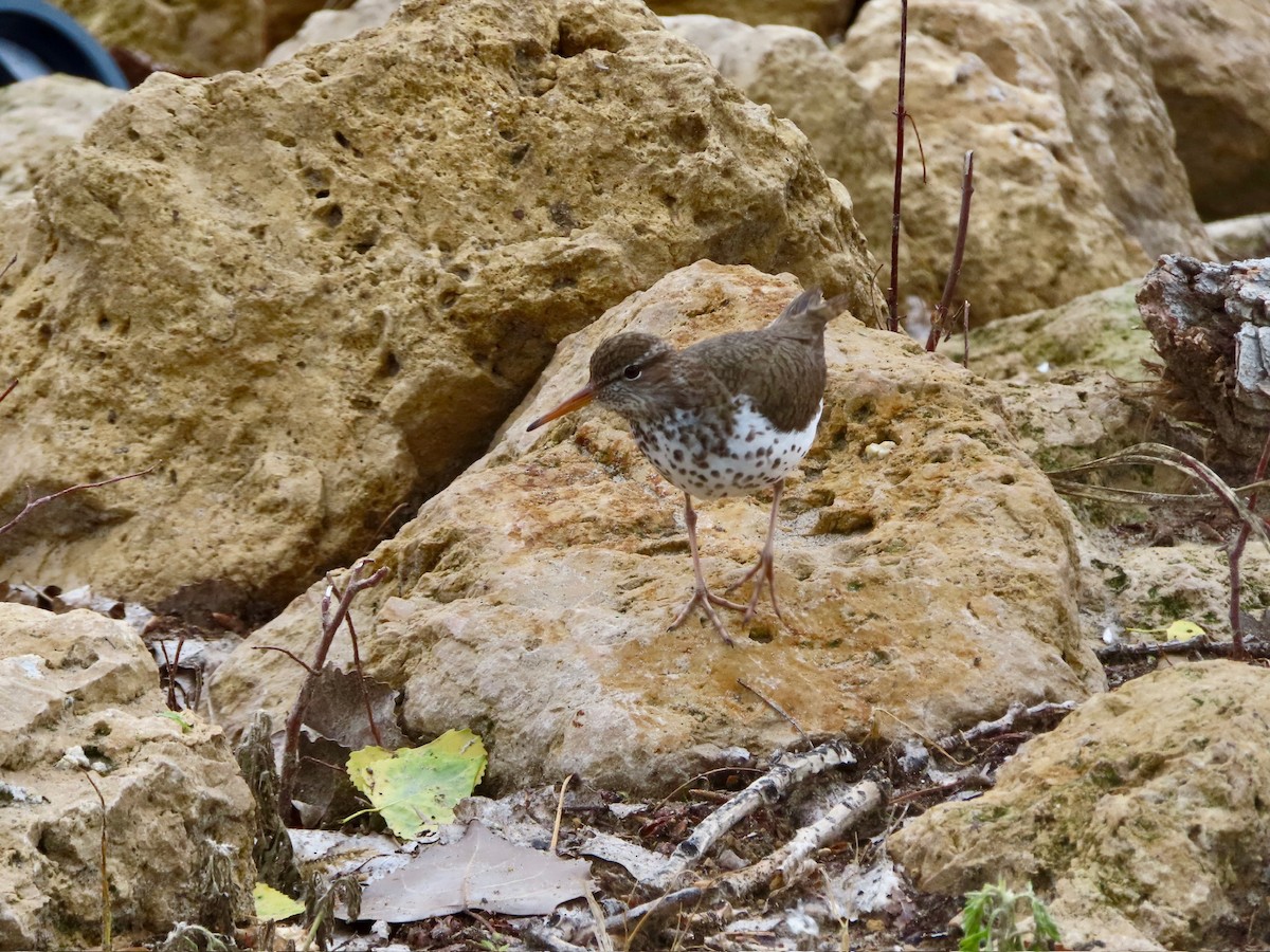 Spotted Sandpiper - ML637604209