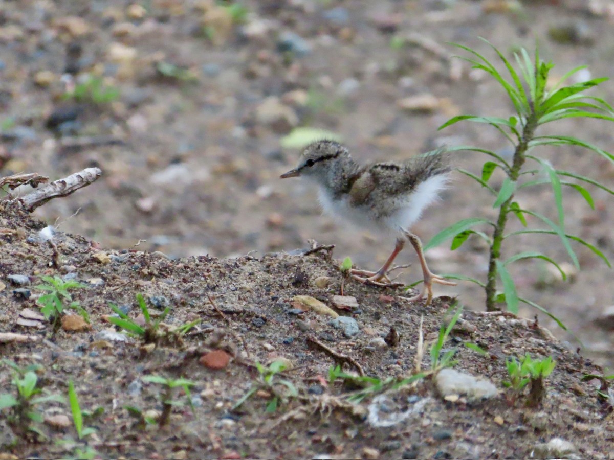 Spotted Sandpiper - ML637604210