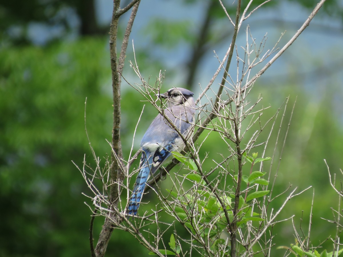 Blue Jay - ML637604231
