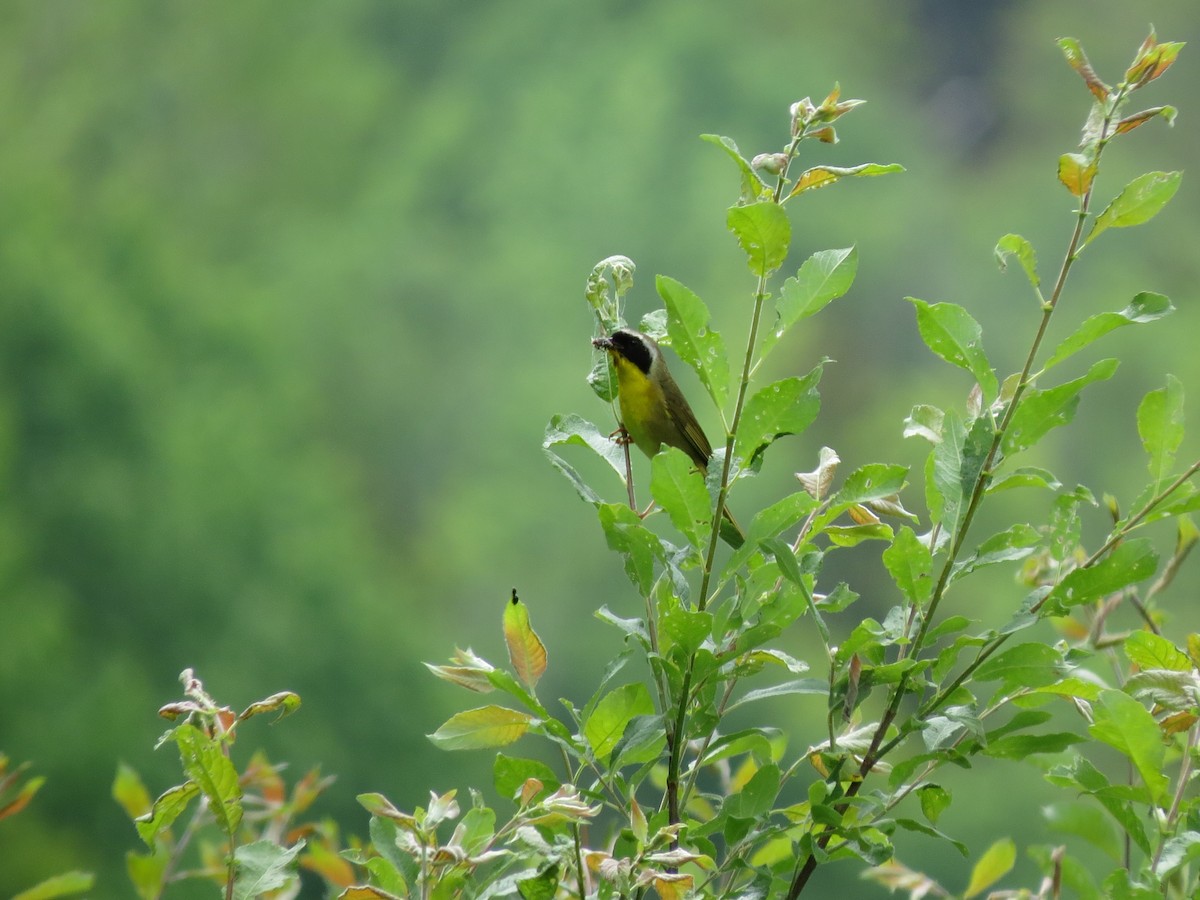 Common Yellowthroat - ML637604242