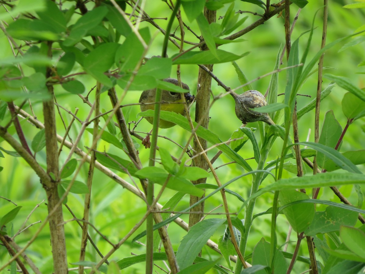 Common Yellowthroat - ML637604243
