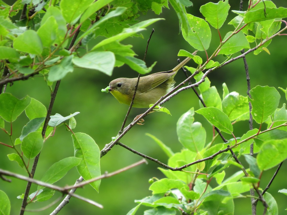 Common Yellowthroat - ML637604247