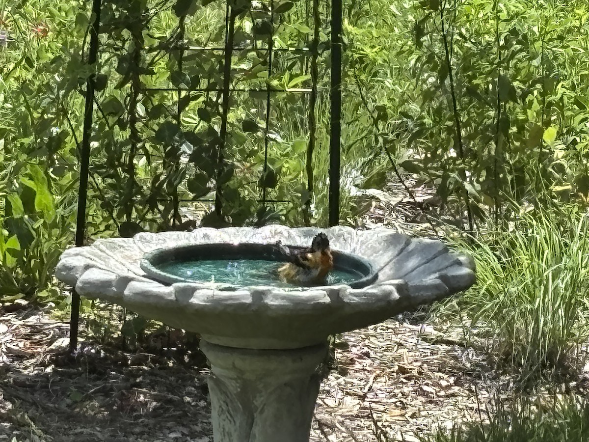 Baltimore Oriole - ML637604251