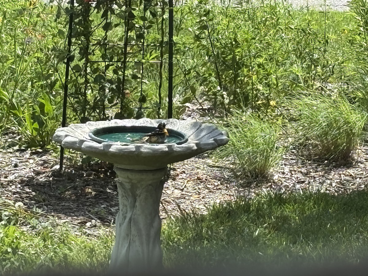Baltimore Oriole - ML637604252