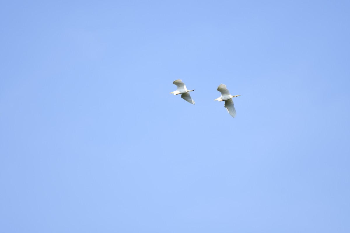 Western Cattle-Egret - ML637604254