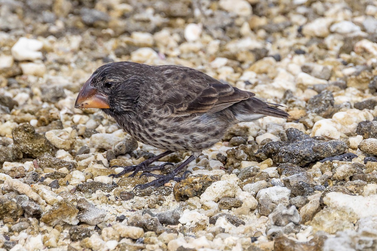 Large Ground-Finch - ML637604279
