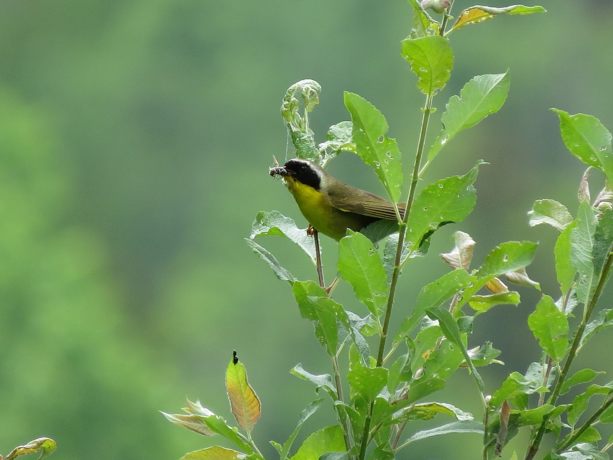 Common Yellowthroat - ML637604305
