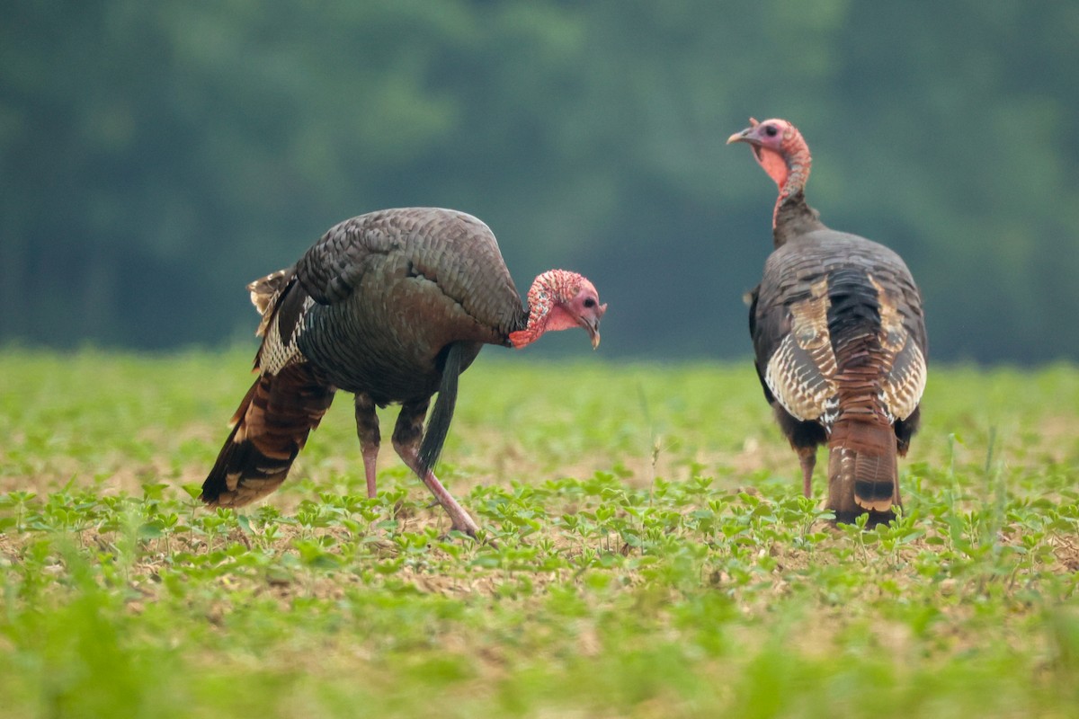 Wild Turkey - ML637604308
