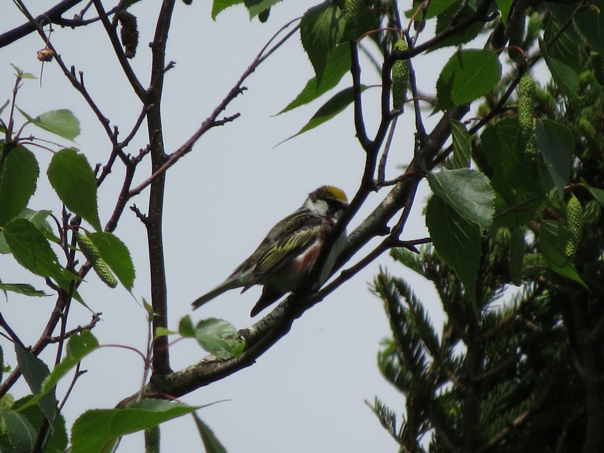 Chestnut-sided Warbler - ML637604327
