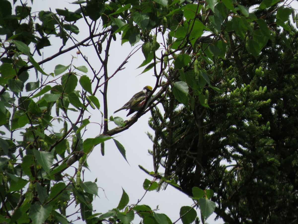 Chestnut-sided Warbler - ML637604328