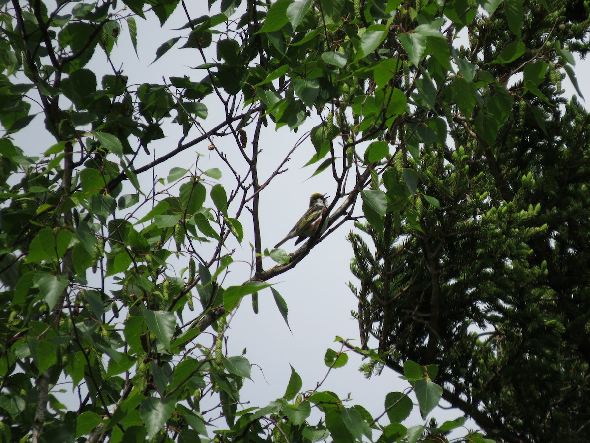 Chestnut-sided Warbler - ML637604329