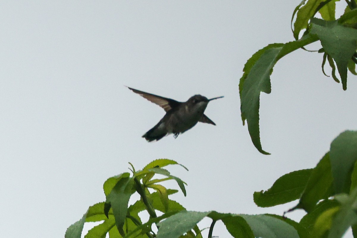 Ruby-throated Hummingbird - ML637604331