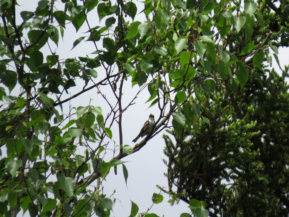 Chestnut-sided Warbler - ML637604333
