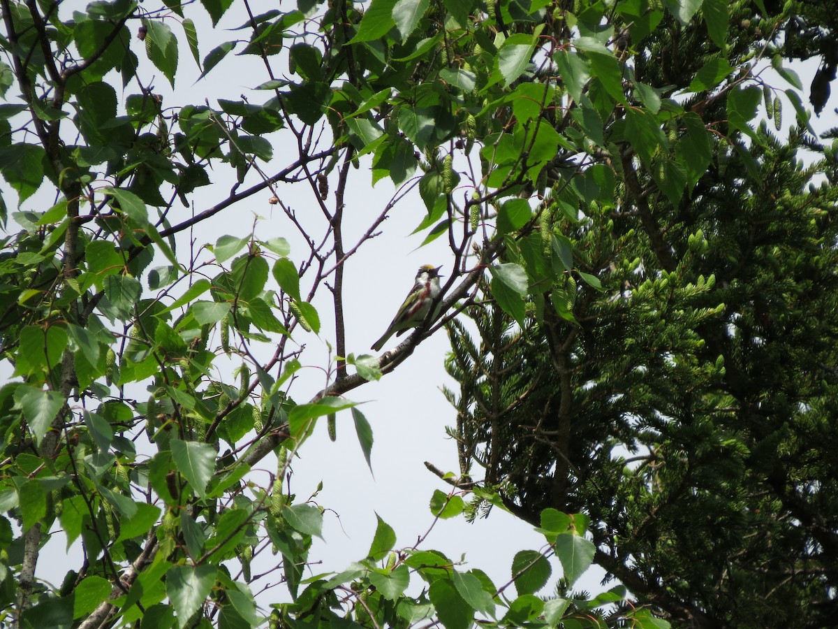 Chestnut-sided Warbler - ML637604334