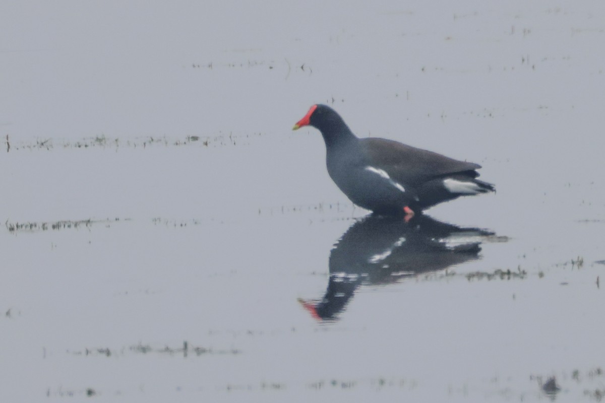 Common Gallinule - ML637604347
