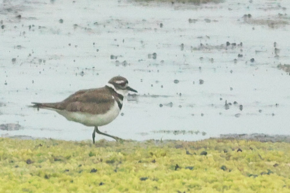 Killdeer - ML637604358