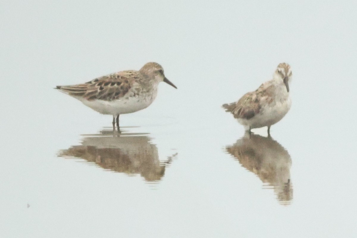 White-rumped Sandpiper - ML637604365
