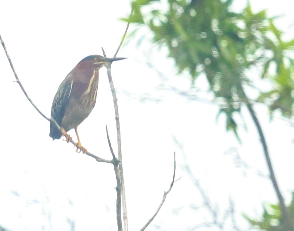 Green Heron - ML637604381
