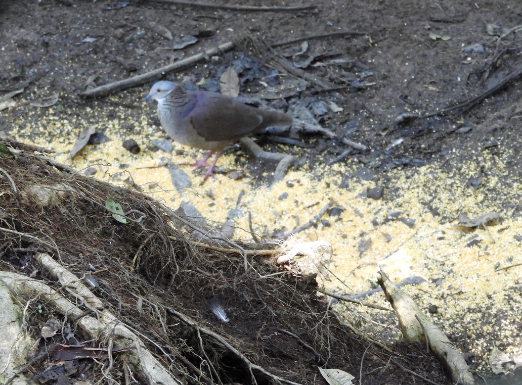 White-throated Quail-Dove - ML637604392