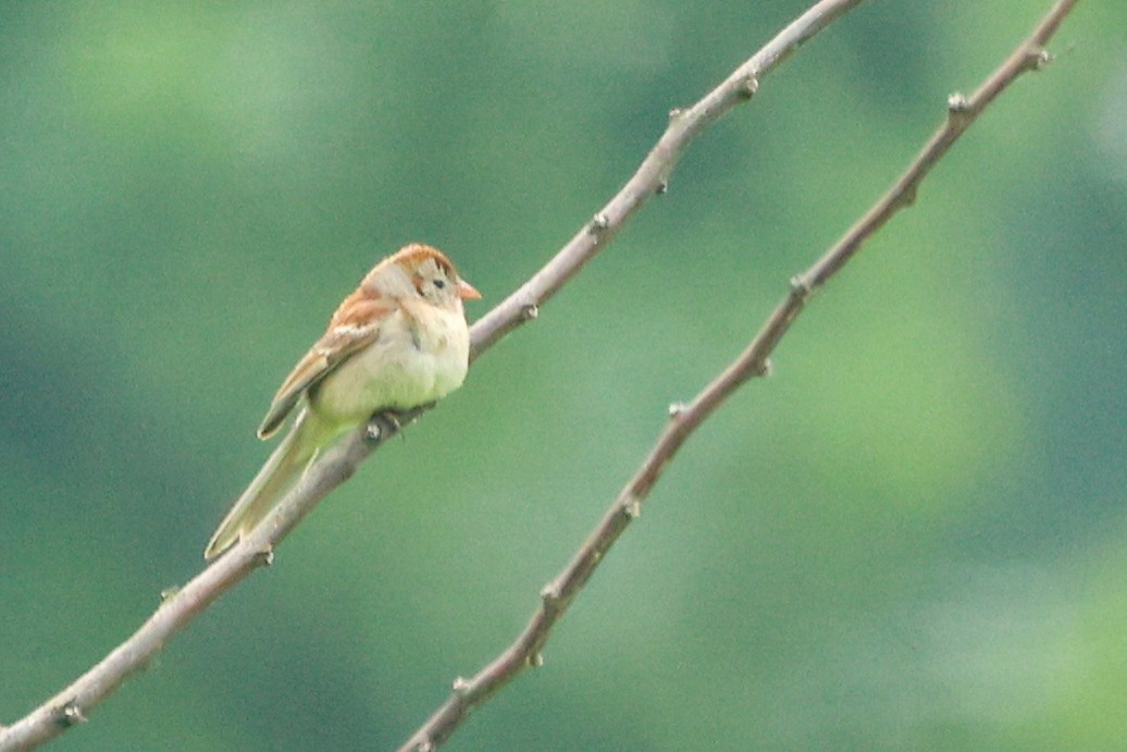 Field Sparrow - ML637604402