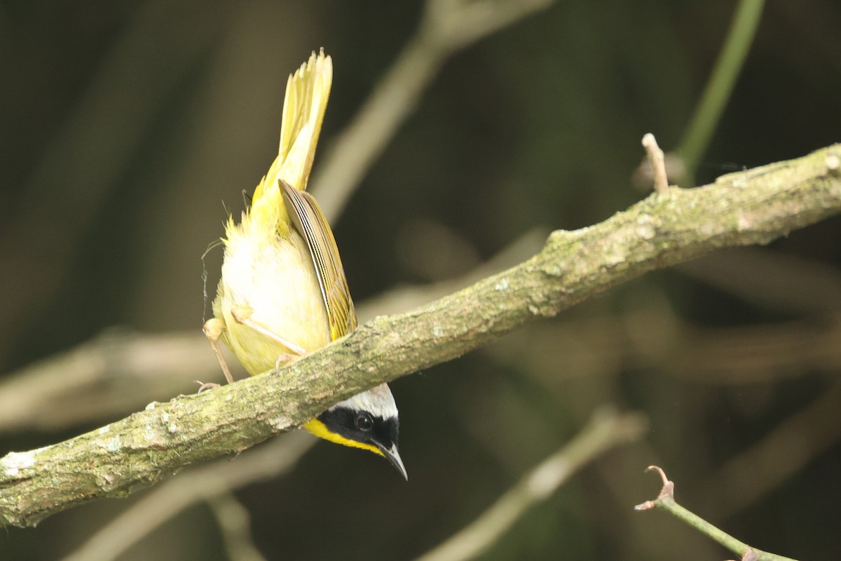 Common Yellowthroat - ML637604428