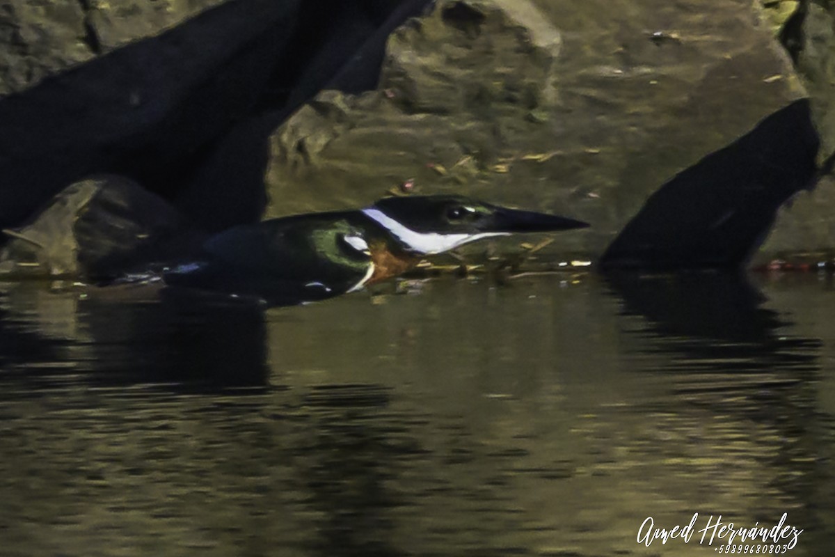 Amazon Kingfisher - ML637604494