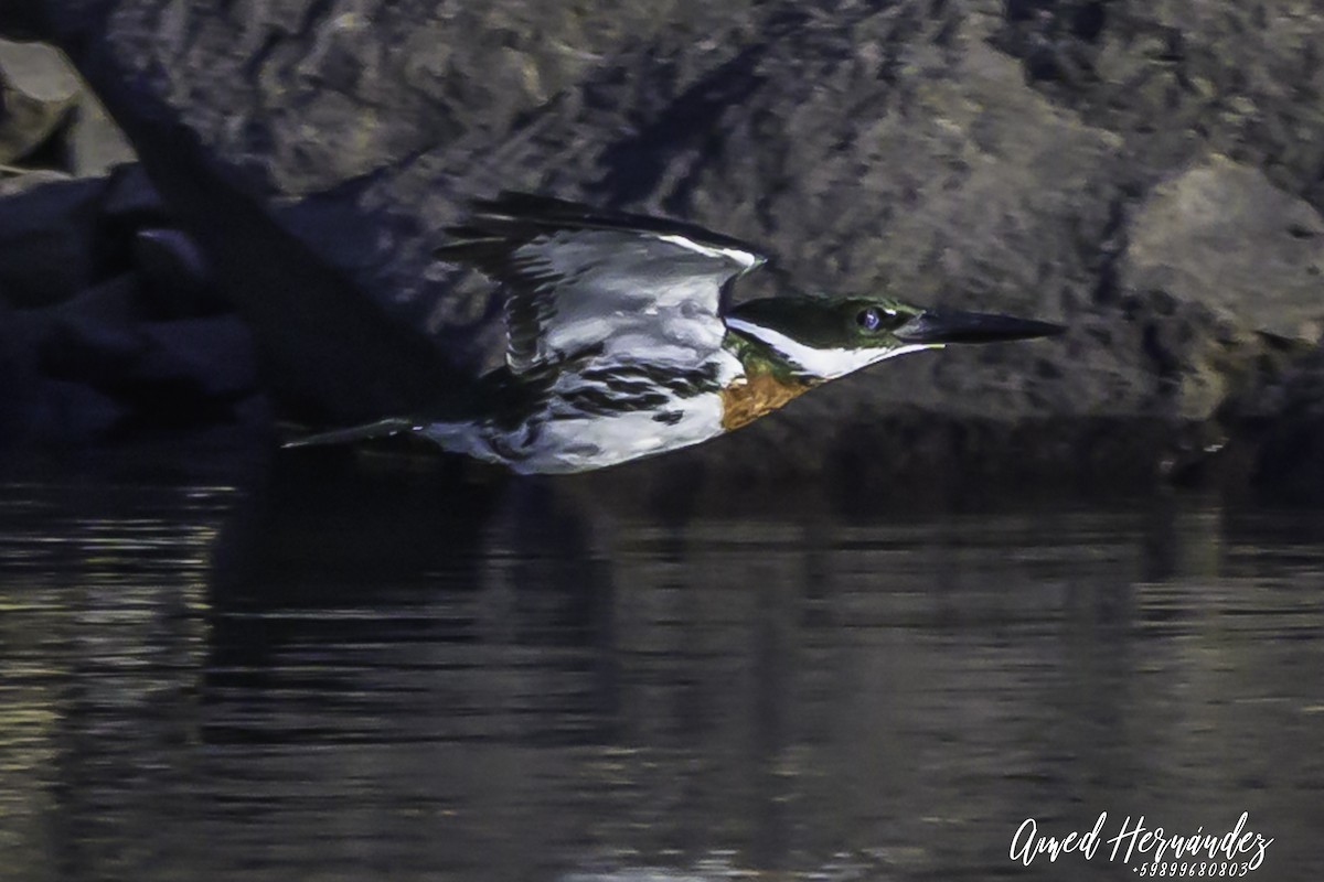 Amazon Kingfisher - ML637604499