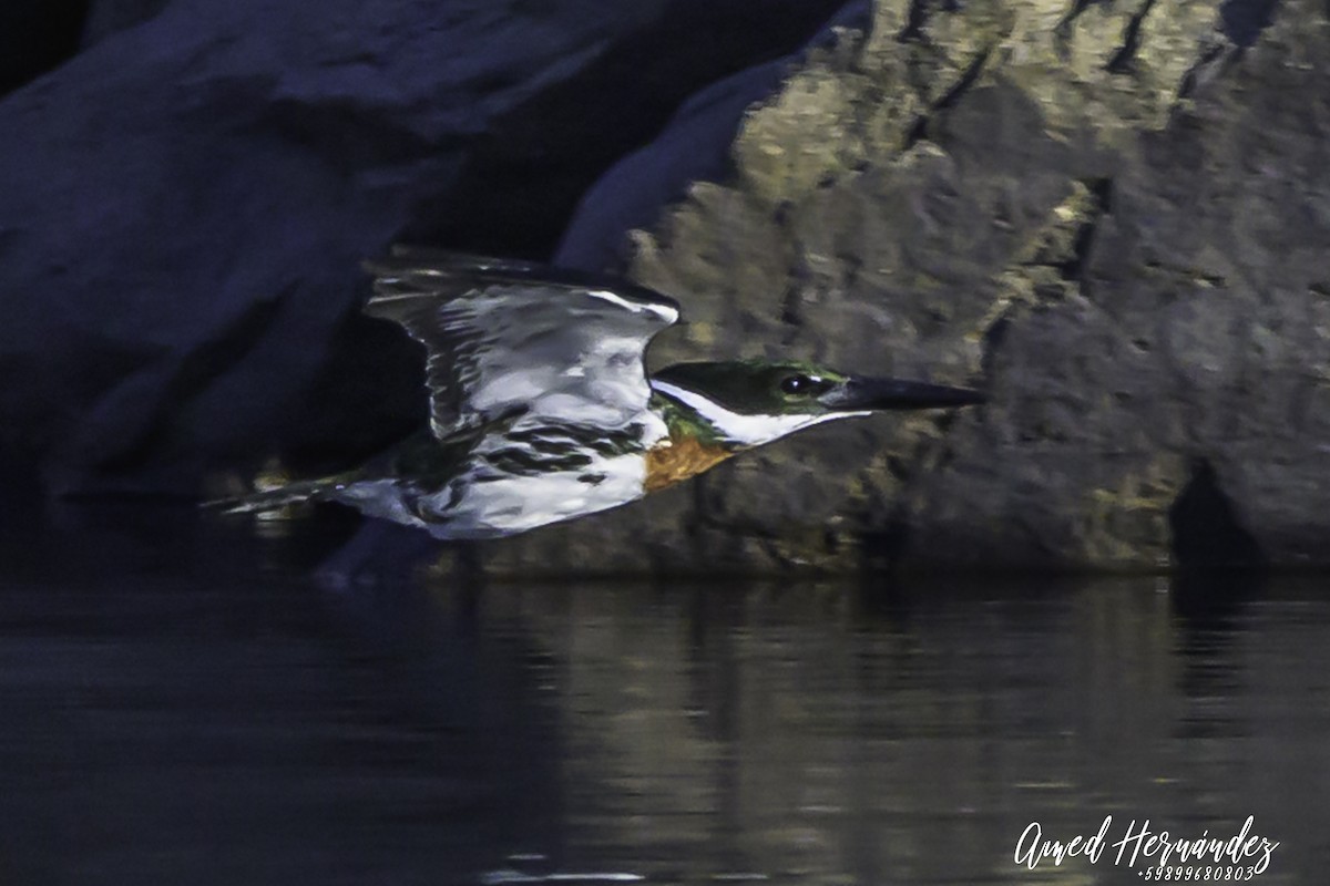 Amazon Kingfisher - ML637604503