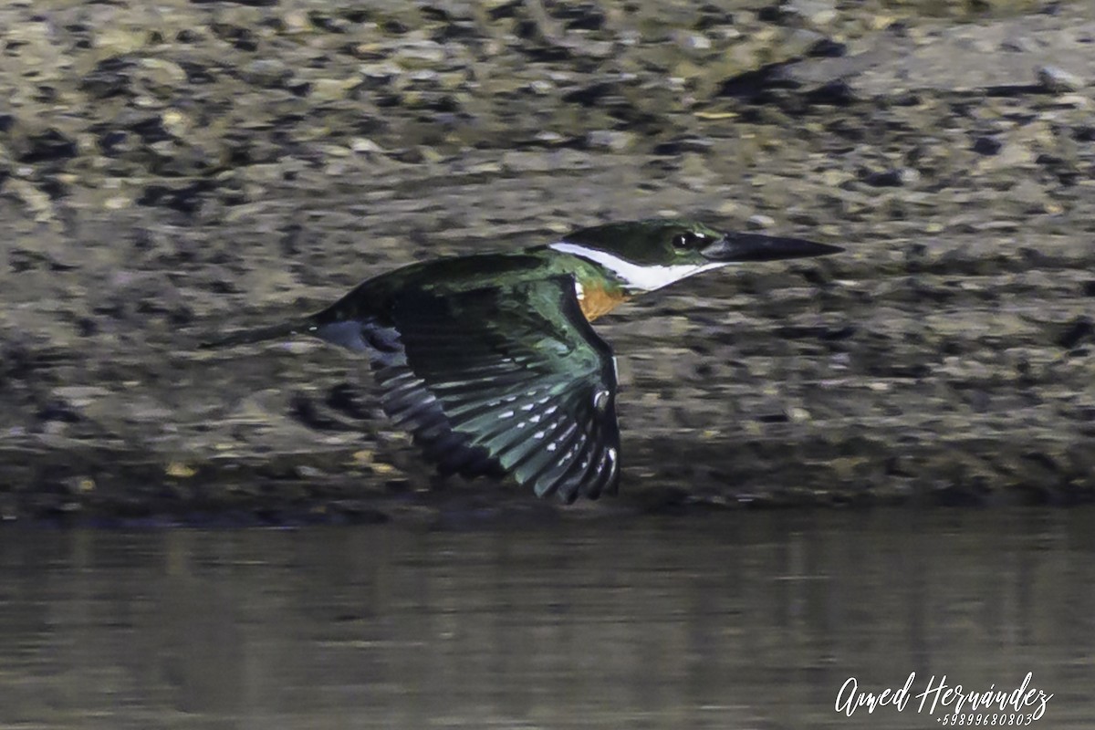 Amazon Kingfisher - ML637604504