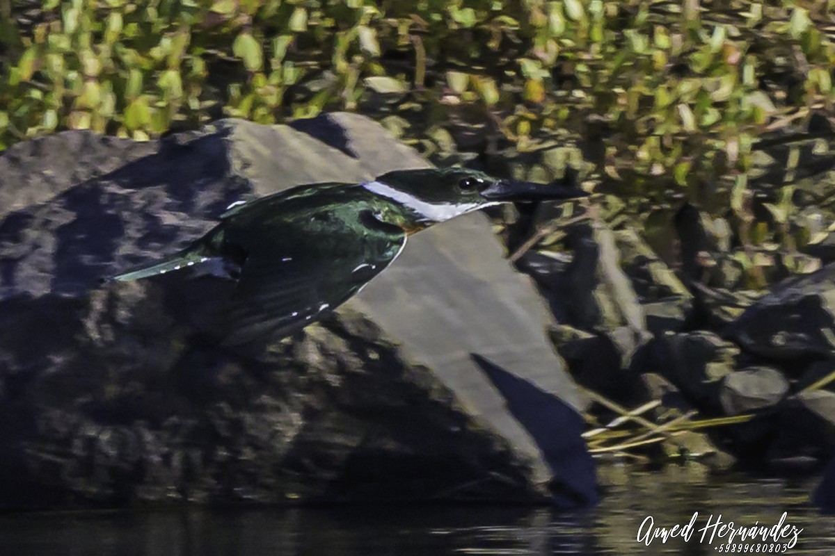 Amazon Kingfisher - ML637604507