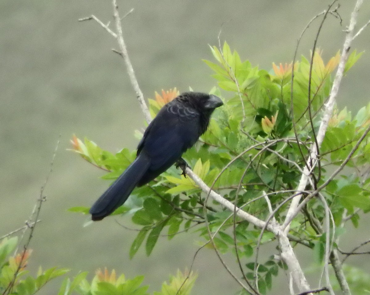 Smooth-billed Ani - ML637604511