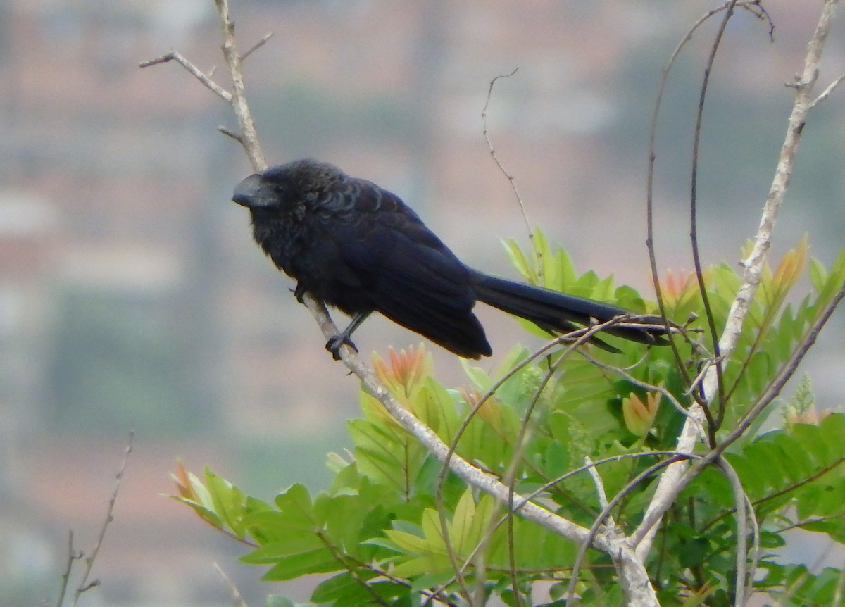 Smooth-billed Ani - ML637604520