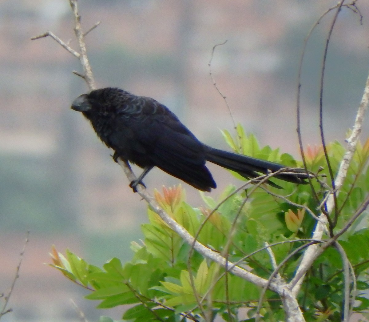 Smooth-billed Ani - ML637604524