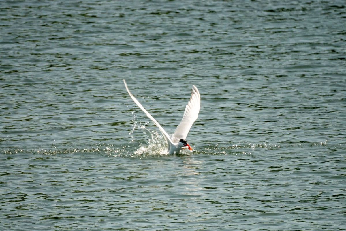 Caspian Tern - ML637604541