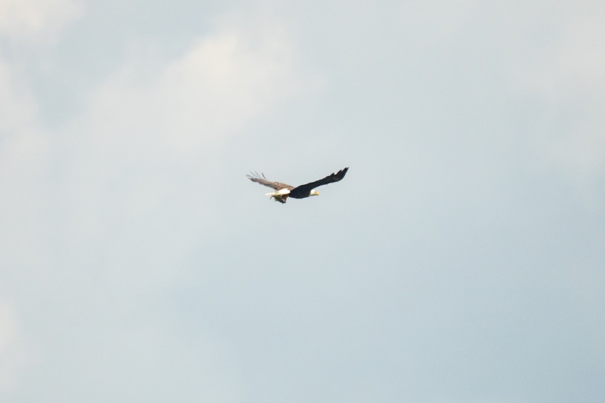 Bald Eagle - ML637604573