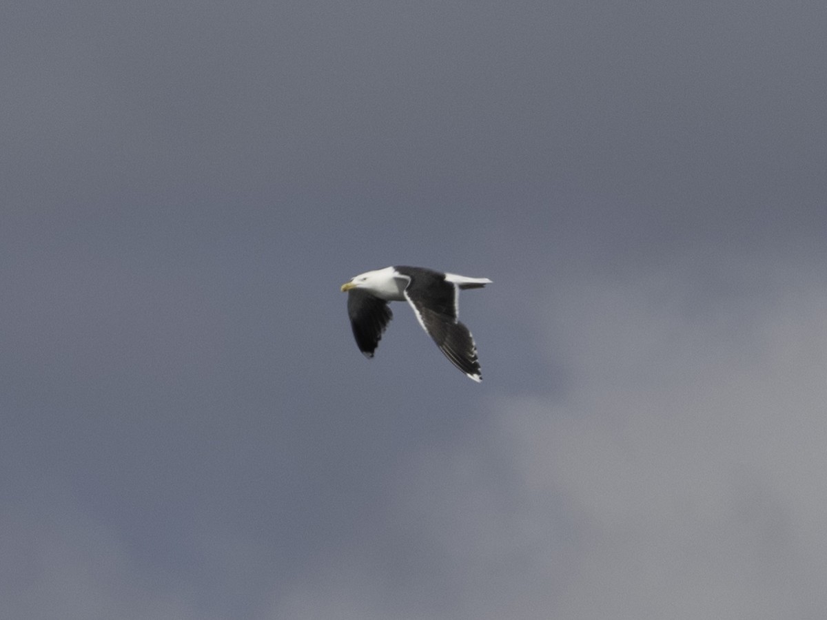 Great Black-backed Gull - ML637604629