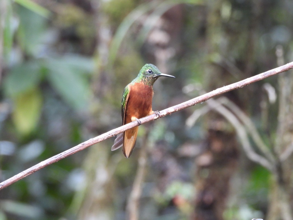 Chestnut-breasted Coronet - ML637604634