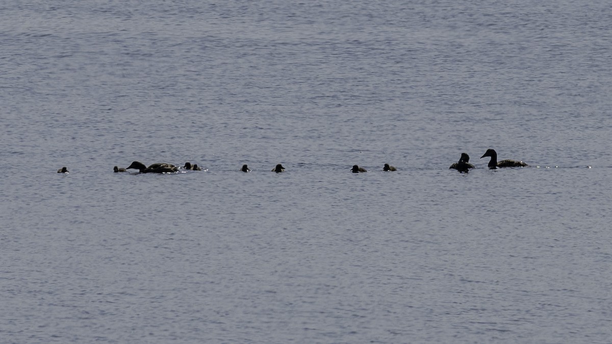 Common Eider (Dresser's) - ML637604663